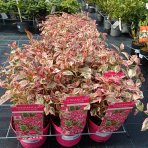 Hortenzia pílovitá (Hydrangea serrata) ´EUPHORIA PINK´ - výška 25-35 cm, kont. C3L 